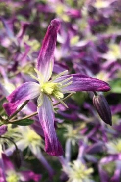 Rubromarginata Fragrant Clematis - 1 Gallon Pot -Garden Plant Seeds clematis triternata rubromarginata 5
