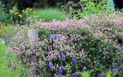 Rubromarginata Fragrant Clematis - 1 Gallon Pot -Garden Plant Seeds clematis triternata rubromarginata 6