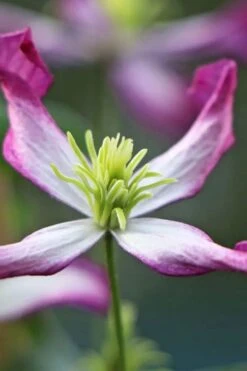Rubromarginata Fragrant Clematis - 1 Gallon Pot -Garden Plant Seeds clematis triternata rubromarginata 7