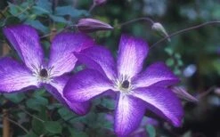 Venosa Violacea Clematis - 1 Gallon Pot -Garden Plant Seeds clematis venosa violacea 1