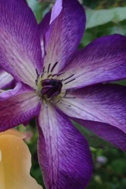 Venosa Violacea Clematis - 1 Gallon Pot -Garden Plant Seeds clematis venosa violacea 10