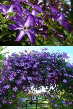 Venosa Violacea Clematis - 1 Gallon Pot -Garden Plant Seeds clematis venosa violacea 3