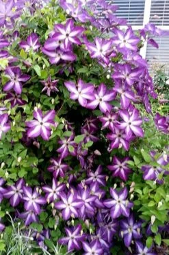 Venosa Violacea Clematis - 1 Gallon Pot -Garden Plant Seeds clematis venosa violacea 5