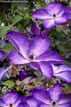 Venosa Violacea Clematis - 1 Gallon Pot -Garden Plant Seeds clematis venosa violacea 7