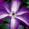 Venosa Violacea Clematis - 1 Gallon Pot -Garden Plant Seeds clematis venosa violacea 8