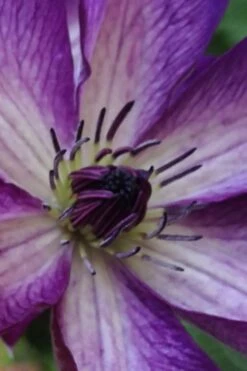 Venosa Violacea Clematis - 1 Gallon Pot -Garden Plant Seeds clematis venosa violacea 9
