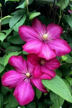 Ville De Lyon Clematis - 1 Gallon Pot -Garden Plant Seeds clematis ville de lyon 13