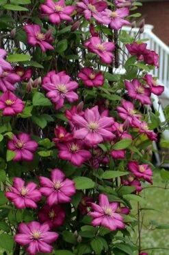 Ville De Lyon Clematis - 1 Gallon Pot -Garden Plant Seeds clematis ville de lyon 2