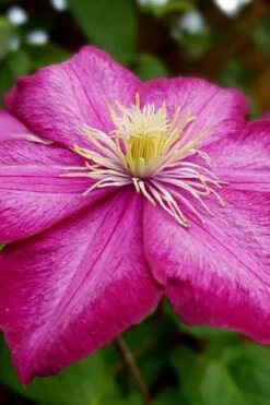 Ville De Lyon Clematis - 1 Gallon Pot -Garden Plant Seeds clematis ville de lyon 3