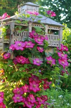 Ville De Lyon Clematis - 1 Gallon Pot -Garden Plant Seeds clematis ville de lyon 7