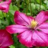 Ville De Lyon Clematis - 1 Gallon Pot -Garden Plant Seeds clematis ville de lyon 8