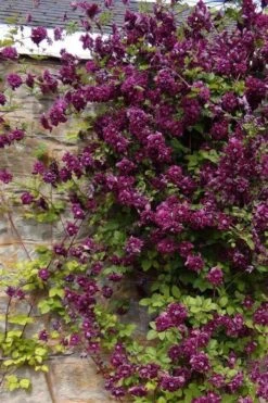 Purpurea Plena Elegans Clematis - 1 Gallon Pot -Garden Plant Seeds clematis viticella purpurea plena elegans 1