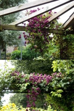 Purpurea Plena Elegans Clematis - 1 Gallon Pot -Garden Plant Seeds clematis viticella purpurea plena elegans 10