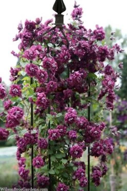 Purpurea Plena Elegans Clematis - 1 Gallon Pot -Garden Plant Seeds clematis viticella purpurea plena elegans 6
