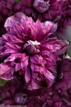 Purpurea Plena Elegans Clematis - 1 Gallon Pot -Garden Plant Seeds clematis viticella purpurea plena elegans 8