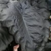 Royal Hawaiian Black Coral Elephant Ear (Colocasia) - 1 Gallon Pot -Garden Plant Seeds colocasia esculenta black coral elephant ear 5