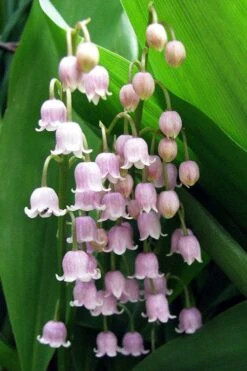 Pink Lily Of The Valley (Convallaria Majalis 'Rosea') - 1 Gallon Pot 10 Pink Lily Of The Valley (Convallaria Majalis 'Rosea') - 1 Gallon Pot -Garden Plant Seeds convallaria majalis rosea pink lily of the valley 1