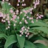 Pink Lily Of The Valley (Convallaria Majalis 'Rosea') - 1 Gallon Pot -Garden Plant Seeds convallaria majalis rosea pink lily of the valley 2