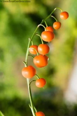 Pink Lily Of The Valley (Convallaria Majalis 'Rosea') - 1 Gallon Pot 11 Pink Lily Of The Valley (Convallaria Majalis 'Rosea') - 1 Gallon Pot -Garden Plant Seeds convallaria majalis rosea pink lily of the valley 5