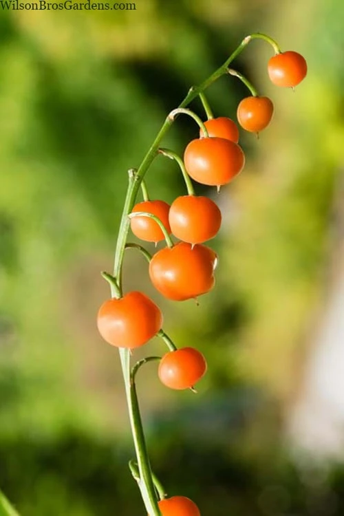 Pink Lily Of The Valley (Convallaria Majalis 'Rosea') - 1 Gallon Pot 7 Pink Lily Of The Valley (Convallaria Majalis 'Rosea') - 1 Gallon Pot - Image 5