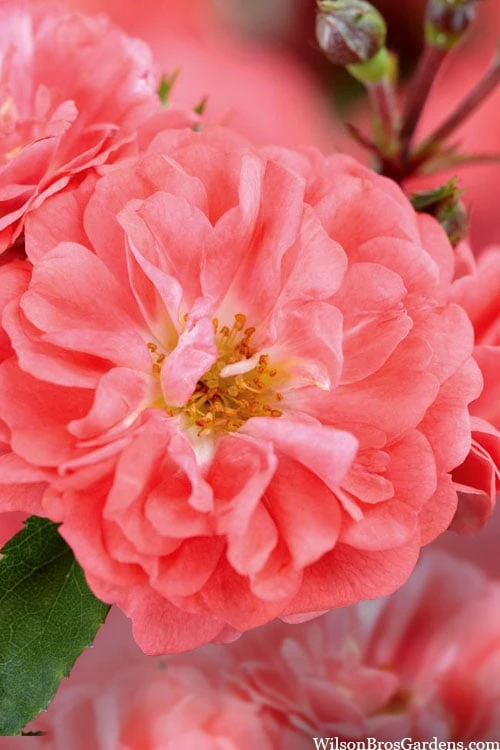 Coral Drift Groundcover Rose - 3 Gallon Pot 6 Coral Drift Groundcover Rose - 3 Gallon Pot - Image 4