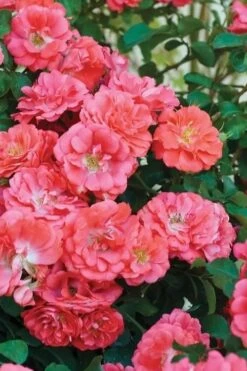 Coral Drift Groundcover Rose - 3 Gallon Pot 13 Coral Drift Groundcover Rose - 3 Gallon Pot -Garden Plant Seeds coral drift rose 102 1