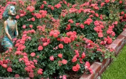 Coral Drift Groundcover Rose - 2 Gallon Pot 12 Coral Drift Groundcover Rose - 2 Gallon Pot -Garden Plant Seeds coral drift rose 104