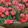 Coral Drift Groundcover Rose - 3 Gallon Pot 1 Coral Drift Groundcover Rose - 3 Gallon Pot -Garden Plant Seeds coral drift rose 105 1