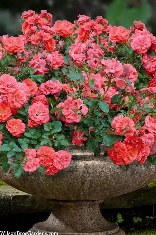 Coral Drift Groundcover Rose - 3 Gallon Pot 3 Coral Drift Groundcover Rose - 3 Gallon Pot