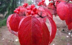 Super Princess White Dogwood - 3 Gallon Pot 13 Super Princess White Dogwood - 3 Gallon Pot -Garden Plant Seeds cornus florida super princess dogwood 1