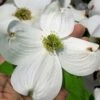 Super Princess White Dogwood - 3 Gallon Pot -Garden Plant Seeds cornus florida super princess dogwood 10