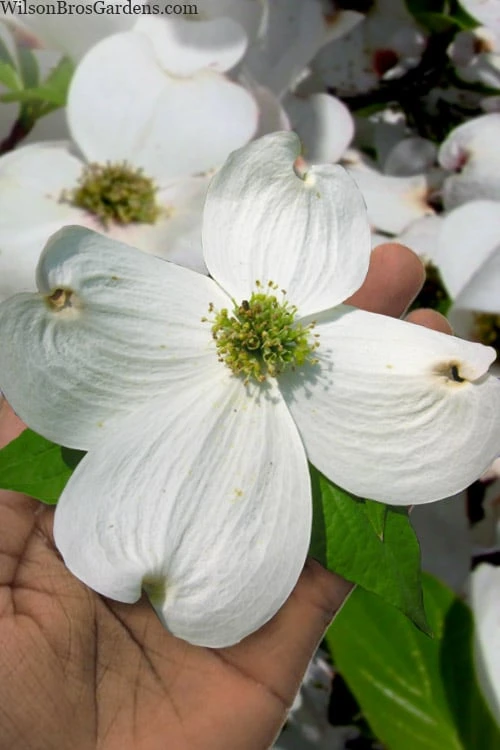 Super Princess White Dogwood - 3 Gallon Pot 3 Super Princess White Dogwood - 3 Gallon Pot