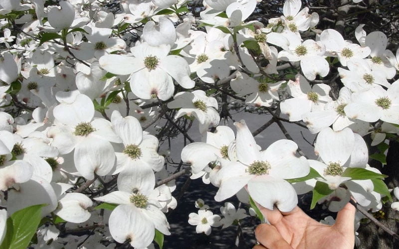 Super Princess White Dogwood - 3 Gallon Pot 9 Super Princess White Dogwood - 3 Gallon Pot - Image 7
