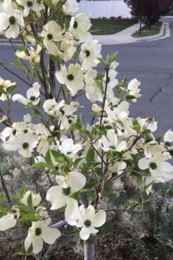 Super Princess White Dogwood - 3 Gallon Pot 12 Super Princess White Dogwood - 3 Gallon Pot -Garden Plant Seeds cornus florida super princess dogwood 4