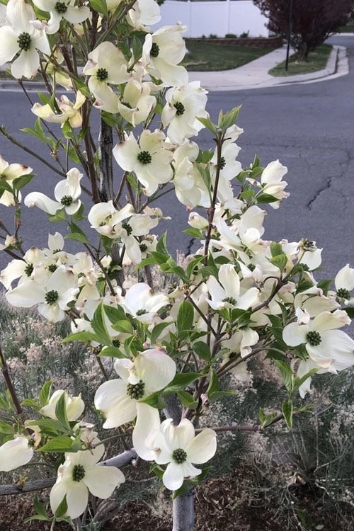 Super Princess White Dogwood - 3 Gallon Pot 6 Super Princess White Dogwood - 3 Gallon Pot - Image 4
