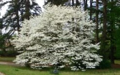 Native White Flowering Dogwood (Cornus Florida) - 3 Gallon Pot 16 Native White Flowering Dogwood (Cornus Florida) - 3 Gallon Pot -Garden Plant Seeds cornus florida white flowering dogwood 1