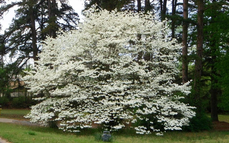 Native White Flowering Dogwood (Cornus Florida) - 3 Gallon Pot 6 Native White Flowering Dogwood (Cornus Florida) - 3 Gallon Pot - Image 4