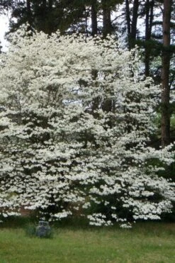 Native White Flowering Dogwood (Cornus Florida) - 3 Gallon Pot 22 Native White Flowering Dogwood (Cornus Florida) - 3 Gallon Pot -Garden Plant Seeds cornus florida white flowering dogwood 2
