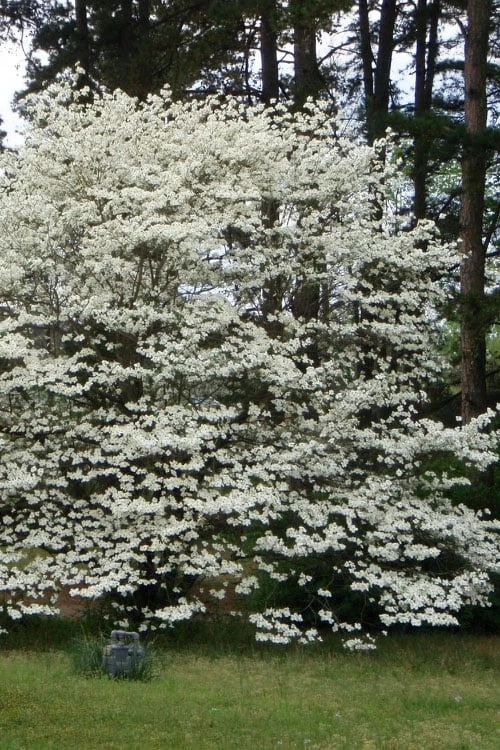 Native White Flowering Dogwood (Cornus Florida) - 3 Gallon Pot 12 Native White Flowering Dogwood (Cornus Florida) - 3 Gallon Pot - Image 10
