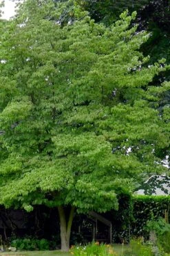 Native White Flowering Dogwood (Cornus Florida) - 3 Gallon Pot 17 Native White Flowering Dogwood (Cornus Florida) - 3 Gallon Pot -Garden Plant Seeds cornus florida white flowering dogwood 3