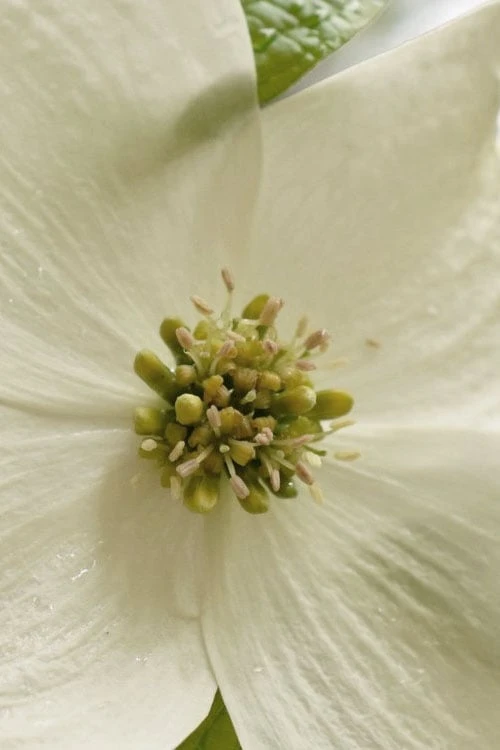 Native White Flowering Dogwood (Cornus Florida) - 3 Gallon Pot 13 Native White Flowering Dogwood (Cornus Florida) - 3 Gallon Pot - Image 11