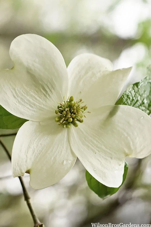 Native White Flowering Dogwood (Cornus Florida) - 3 Gallon Pot 11 Native White Flowering Dogwood (Cornus Florida) - 3 Gallon Pot - Image 9