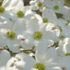 Native White Flowering Dogwood (Cornus Florida) - 3 Gallon Pot 1 Native White Flowering Dogwood (Cornus Florida) - 3 Gallon Pot -Garden Plant Seeds cornus florida white flowering dogwood 7
