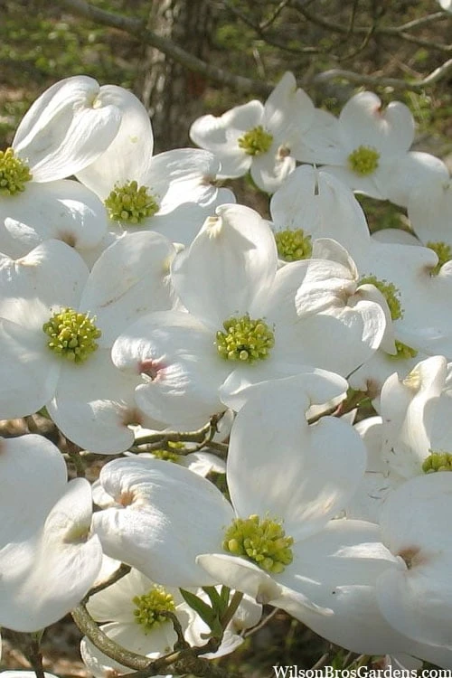 Native White Flowering Dogwood (Cornus Florida) - 3 Gallon Pot 3 Native White Flowering Dogwood (Cornus Florida) - 3 Gallon Pot