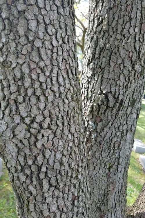 Native White Flowering Dogwood (Cornus Florida) - 3 Gallon Pot 9 Native White Flowering Dogwood (Cornus Florida) - 3 Gallon Pot - Image 7