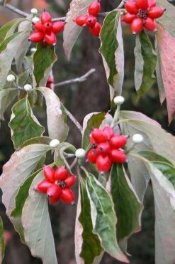 Native White Flowering Dogwood (Cornus Florida) - 3 Gallon Pot 20 Native White Flowering Dogwood (Cornus Florida) - 3 Gallon Pot -Garden Plant Seeds cornus florida white flowering dogwood fruit berries 9