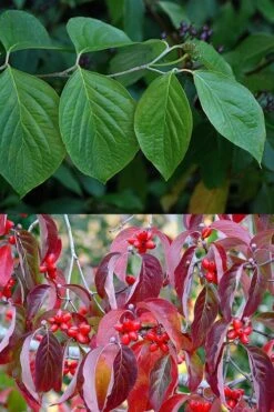 Native White Flowering Dogwood (Cornus Florida) - 3 Gallon Pot 18 Native White Flowering Dogwood (Cornus Florida) - 3 Gallon Pot -Garden Plant Seeds cornus florida white flowering dogwood leaves 10