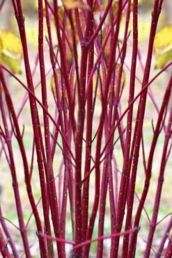 Red Osier Red Twig Dogwood (Cornus Sericea) - 2 Gallon Pot -Garden Plant Seeds cornus sericera red osier dogwood 1