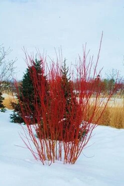Red Osier Red Twig Dogwood (Cornus Sericea) - 2 Gallon Pot -Garden Plant Seeds cornus sericera red osier dogwood 4