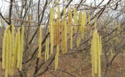 American Hazelnut Filbert (Corylus Americana) - 3 Pack Of 1.5 Quart Pots 15 American Hazelnut Filbert (Corylus Americana) - 3 Pack Of 1.5 Quart Pots -Garden Plant Seeds corylus american american hazelnut fall leaves 10